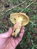 Suillus caerulescens image