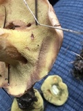 Suillus caerulescens image