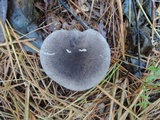 Tricholoma myomyces var. cystidiotum image