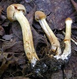 Cortinarius distans image