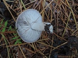 Tricholoma myomyces var. cystidiotum image