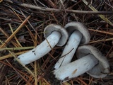 Tricholoma myomyces var. cystidiotum image