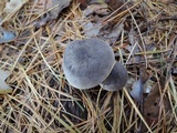Tricholoma myomyces var. cystidiotum image