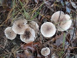 Tricholoma scalpturatum image