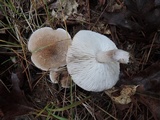 Tricholoma scalpturatum image