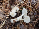 Tricholoma inamoenum image
