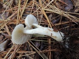 Tricholoma inamoenum image