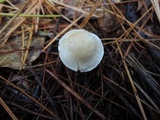 Tricholoma inamoenum image