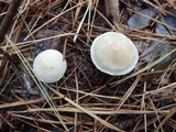 Tricholoma inamoenum image
