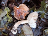 Tricholoma pudorinum image