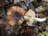 Tricholoma pudorinum image