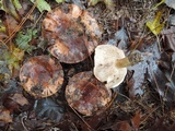 Tricholoma pudorinum image