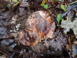 Tricholoma pudorinum image