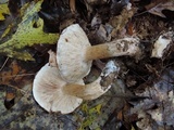 Tricholoma pudorinum image