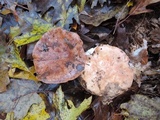 Tricholoma pudorinum image