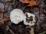 Tricholoma subresplendens image
