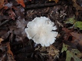 Tricholoma subresplendens image