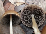 Parasola conopilea image