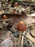 Parasola conopilea image