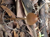 Parasola conopilea image