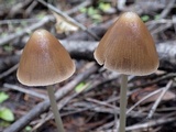 Parasola conopilea image