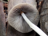 Parasola conopilea image