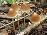 Parasola conopilea image