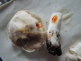 Tricholoma serratifolium image