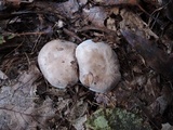 Tricholoma serratifolium image