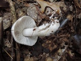 Tricholoma serratifolium image