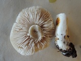 Tricholoma serratifolium image