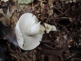 Tricholoma serratifolium image