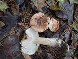 Tricholoma pudorinum image