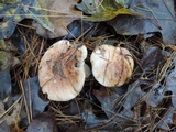 Tricholoma pudorinum image