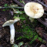 Russula laurocerasi image
