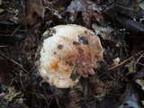 Tricholoma pudorinum image