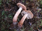Tricholoma vaccinum image