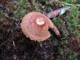 Tricholoma vaccinum image