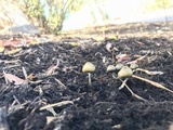 Psilocybe baeocystis image