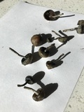 Psilocybe baeocystis image