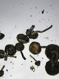 Psilocybe baeocystis image