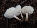 Melanoleuca alboflavida image