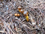 Tolypocladium capitatum image