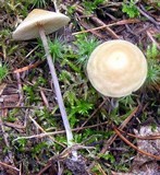 Entoloma conicum image