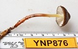 Mycena nivicola image