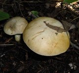 Retiboletus griseus image