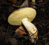 Retiboletus griseus image