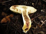 Retiboletus griseus image