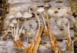 Mycena maculata image