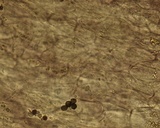 Mycena maculata image